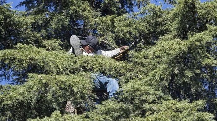 Dormía en la copa de un pino: hombre moviliza a policías en pleno parque de Cuauhtémoc