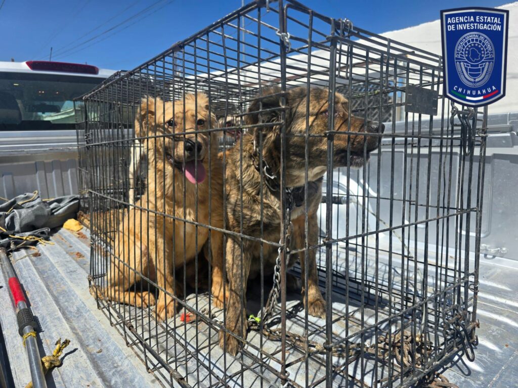 Rescatan a 10 perros víctimas de maltrato en Ciudad Juárez